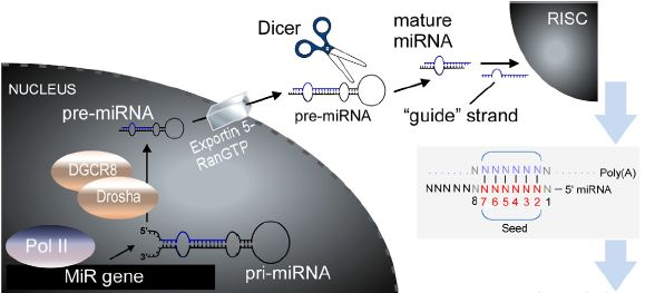 大连医科大学附属第二医院健康云服务平台